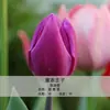 Bulbos de Tulipa para Venda no Atacado, Variedade de Pétala Simples, 1 Bulbo por Pacote, Bulbos de 5 Graus, Plantas de Flores de Interior em Vasos, Floresce o Ano Todo, Fácil de Cuidar