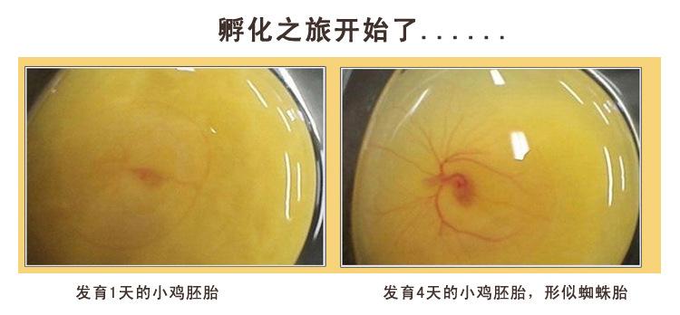 鸡蛋孵化过程2