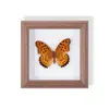 Mariposa Pavo Real Especimen de Mariposa Real Pintura Decorativa Colgante Adorno de Insecto Marco de Madera Maciza Regalo para Mejor Amigo Regalo Único