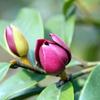 Mudas de Flor Sorridente Dropshipping Envasadas Internas Varanda Pátio Perfumado Chão Mudas Grandes Florescendo em Todas as Estações no Sul