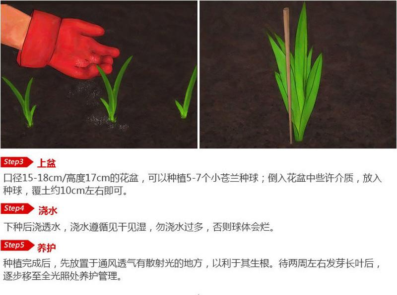 香雪兰详情8