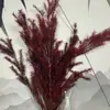 Pequeña Cola de Conejo de Caña Hierba Flor Inmortal Ramo DIY Producto Terminado Decoración Flor Real Adornos de Instagram Hierba de la Pampa Flores Secas Transfronterizo
