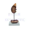 Modelo de Riñón Humano Anatomía del Riñón 1:1 Riñón Urinario Regalo Médico Desmontable Enseñanza Popular Ciencia Materiales Didácticos