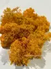 Musgo de Reno Preservado Flor Seca DIY Paisajismo Micro Paisaje, Botella Ecológica, Planta en Maceta de Vidrio, Cubierta de Suelo para Bonsái