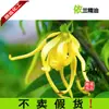 Suministro al por mayor y al por menor aceite esencial de Ylang Ylang aceite esencial de Ylang Ylang materias primas para productos de cuidado de la piel DIY importado