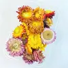Kit de Materiales de Flores Secas, Flores Eternas, Jardín de Infancia DIY Hecho a Mano Creativo Mezcla y Combinación Marco de Abanico de Resina Aromática Materiales Florales