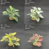 Simulación flor falsa pasto falso planta verde decoración paisajística pecera adornos acuario suministro fabricantes comercio electrónico transfronterizo