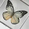 Adornos con especímenes de mariposas reales con alas extendidas, especímenes de insectos libélula, insectos reales, regalo de cumpleaños creativo para estudiantes, caja transparente