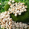 Sementes de coix pequenas autênticas, safra nova 2025, sementes de coix reais desumidificantes de grãos múltiplos, feijão azuki vermelho, sementes de coix de Xingren, Guizhou