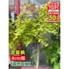 Vivero de arces rojos japoneses para dropshipping, árbol enano rojo de cuatro estaciones, árbol paisajístico Princesa Danza Roja, resistente al frío para exteriores para villas