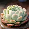 Base de planta suculenta autoproducida y autovendida al por mayor suculentas pequeñas combinación de flores plantas en maceta plantas carnosas Lithops Haworthia