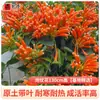 Plántulas de Flor Lingxiao Resistentes al Frío, Enredaderas Trepadoras, Florales de Floración Cuatro Estaciones, Plántulas Grandes, Plantas Verdes, Plantas en Maceta, Florales de Petardos para Patio Balcón, Glicina