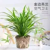 Planta de Clorofito en Maceta para Balcón Interior, Purificadora de Aire, Pequeña Planta Verde Eliminadora de Formaldehído, Planta Colgante Hidropónica para Sala de Estar