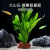 Plantas de Acuario, Decoraciones de Paisajismo con Césped Real, Plantas Aptas para Principiantes, Crisantemo Verde Ciempiés, Plantas de Sombra, Piedra Volcánica, Plantas Verdes Purificadoras de Agua