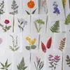 Tarjeta de felicitación con flor seca en relieve Calcomanía hecha a mano Postal Marcapáginas Espécimen de planta Hojas