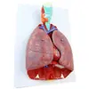 ENOVO Yi Nuo Modelo de Anatomia Humana da Garganta Coração Pulmão Sistema Respiratório Modelo de Coração Cirurgia Torácica Otorrinolaringologia