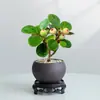 Planta de Vaso Árvore Bodhi com Frutos, Planta de Interior para Escritório, Decoração de Mesa, Planta Verde Estilo Zen Chinês
