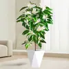 Uma Planta de Orquídea Branca em Vaso com Botões de Flor, Muda de Magnólia, Fácil de Cuidar em Ambientes Internos, na Varanda ou no Jardim, Orquídea Fragrante com Folhas Amarelas