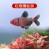 Peixe Ornamental Grande, Peixe Tropical Pequeno de Água Doce Fácil de Cuidar, Peixe Leve, Aquário de Tanque com Plantas Natação em Grupo Peixes de Estimação