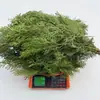 Galhos e Folhas de Cipreste-de-Casamento Selvagem Recém-Colhidos para Shampoo, Produção de Vinho, Carnes Curadas, Guirlandas de Árvore de Natal DIY, Frescos