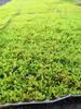 Musgo de cabelo branco fresco, musgo cinza pequeno, musgo verde, musgo verde aveludado curto, musgo de penas grande, musgo de chuva, musgo estrela, jarra de água e terra, jarra de floresta tropical