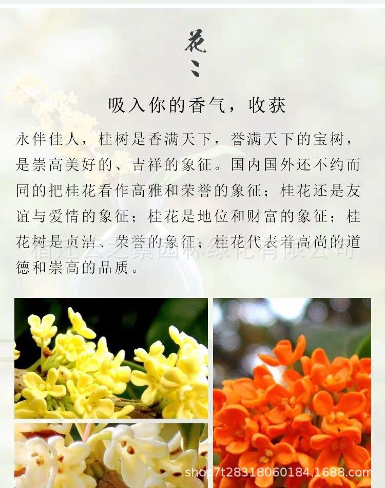 桂花详细2.jpg