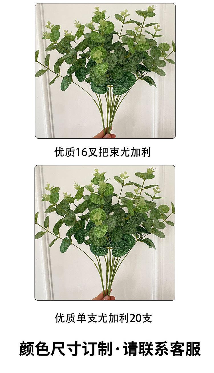 把束尤加利_06.jpg