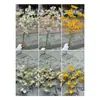 Gipsofila Branca Simulada Fabricante de Comércio Exterior Flor Gipsofila Estilo Pastoral Casamento Arco de Mão Decoração Flor Artificial Atacado