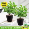 Plantas en Maceta Repelentes de Mosquitos para Balcones Exteriores e Interiores, Semillas Repelentes de Mosquitos, Hojas de Geranio Fragantes para el Jardín, Purificar el Aire