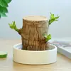 Planta de Madeira Brasileira, Madeira da Sorte, Planta Parecida com a Árvore Groot, Florindo com Botões, Planta Verde de Baixa Manutenção, Pequena Planta de Vaso para Desktop para o Escritório