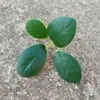 Plantas Verdes Artificiais, Folhas Aveludadas, Galhos Falsos, Arte Floral para Micro-Paisagismo, Vaso de Parede Suspenso, Acessórios para Arranjos de Flores, Figueira de Folhas Pequenas