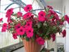 Sementes de Centáurea Perene no Atacado de Várias Regiões, Sementes de Dianthus Multicolores, Flores Medicinais, Flores de Trigo Gigantes, Sementes para Jardinagem