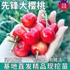 Envío Directo de Plantones Grandes de Cerezo Pioneer para Plantar en el Norte y Sur, Plantones de Cerezo Injertados Extra-Grandes de Fruta Resistentes al Frío en Maceta