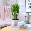Planta de Vaso Bambu Lótus Festival das Flores Jie Jie Gao Desktop Hidropônico Planta Verde Fácil de Cuidar Bambu Wenchang Bambu Rico Sala de Estar Planta de Interior