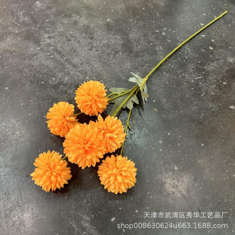 6头球菊桔色
