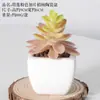 Simulação de cerâmica carnuda para bonsai, ornamentos de mesa para casa e escritório, plantas verdes em vaso, adereços para fotografia, vaso combinado artificial