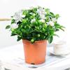 Plántulas de Gardenia de Tallo Único Florecen Todo el Año, Plantas de Peonía Gardenia de Hojas Grandes con Aroma Fuerte para Sala de Estar y Balcón, con Capullos de Flor