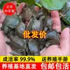 100 Filhotes de Tartaruga de Casco Mole Bebês Vivos Atacado para Piscicultura, Filhotes de Tartaruga, Filhotes de Peixe de Água, Filhotes de Tartaruga de Casco Mole Chinesa, Ração para Peixe Dragão