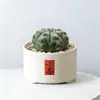 Conjunto fofo de plantas de interior para mesa para jardim de infância, fácil de cultivar e cuidar, pequenas plantas em vasos