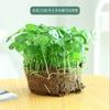 Planta hidropónica de cobre, hierba del dinero, hierba del dinero con hojas, flores y plantas verdes de interior, cultivadas en agua, plantas en maceta para uso en la oficina todo el año.