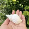 Frete Grátis Concha Natural Concha Rolada Concha de Peixe Concha de Peixe Decorações de Paisagismo para Aquário Decoração de Aquário Concha de Reposição para Caranguejo Eremita