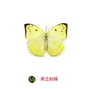 Especímenes Tridimensionales de Mariposas e Insectos Reales para la Educación Científica Infantil en Jardines de Infancia, con Alas Extendidas, Diseño de Estilo Fotográfico 1