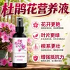 Solução Nutricional Específica para Azaleia Mancha Foliar Folhas Amarelas Manchas Pretas Queda de Folhas Podridão das Raízes Cuidados Adubo para Flores Adubo Foliar Adubo Especial
