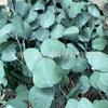 Al por mayor Manzana Eucalipto Eterno Eucalipto de Hoja Redonda Flor Real Planta Verde Adorno Decorativo Estilo Nórdico Transfronterizo Flor Eterna Planta Verde