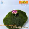 Clúster de Flores Artificiales para Jardinería Modelo de Vegetación Clúster de Flores Micro Paisaje Decoración de Jardín Materiales Hechos a Mano DIY Bolas de Flores Mini