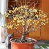 Planta de Flor en Maceta de Brote de Dulce Invierno para Uso en Interiores y Jardín, Florece Todo el Año, Flor de Ciruelo Fragante, Planta Verde de Bonsái de Tronco Viejo Resistente
