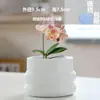 Maceta Cerámica Nórdica con Plato, Diseño Simple para Interiores, Venta de Liquidación, Tamaño Grande, Precio Especial, Maceta Única para Uso Doméstico para Plantas Verdes y Suculentas