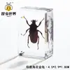 Artesanías de especímenes, insectos reales, escarabajo ciervo, escorpión, escarabajo, araña, regalos de enseñanza de ciencias biológicas, adornos de resina