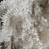 Hoja Fugui Blanca Flor Eterna Flor Seca Hoja Fugui Blanqueada Cubierta de Vidrio Productos Terminados Suministro Directo de Fábrica