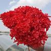 Hortensia Eterna Anna Hoja Pequeña Absorción y Decoloración de Color Material de Flor DIY Flores Reales Fábrica de Yunnan Stock Listo Wholesale Flores Secas